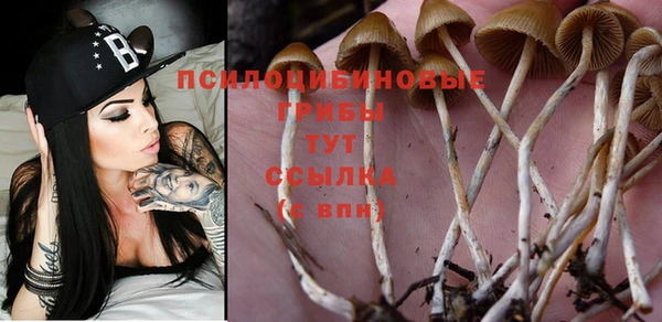 сатива Абинск